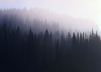 forests - duplicate desktop wallpaper