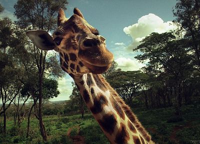 trees, animals, wildlife, surprise, giraffes - desktop wallpaper