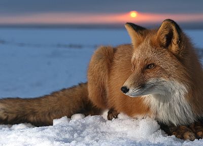 snow, animals, wildlife, foxes - desktop wallpaper