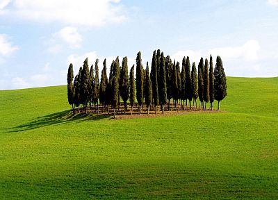 trees, grass, fields - random desktop wallpaper