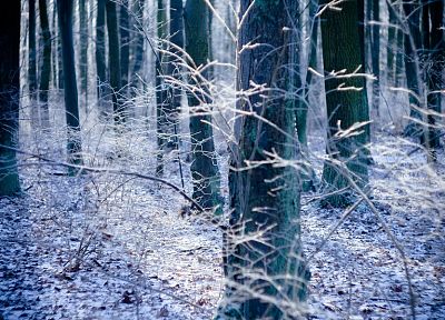 ice, forests - duplicate desktop wallpaper