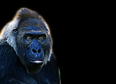 Fractalius, gorillas - desktop wallpaper