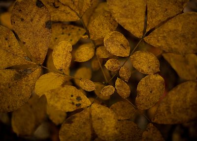 nature, autumn, leaves - random desktop wallpaper