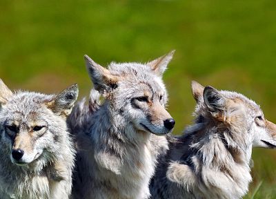 nature, animals, wolves - random desktop wallpaper