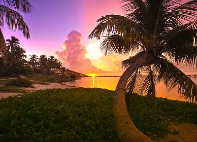sunset, landscapes, trees, Florida, palm trees, sea - related desktop wallpaper
