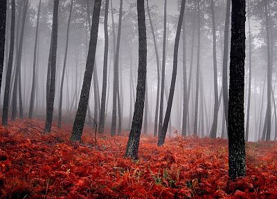 trees, fog - random desktop wallpaper