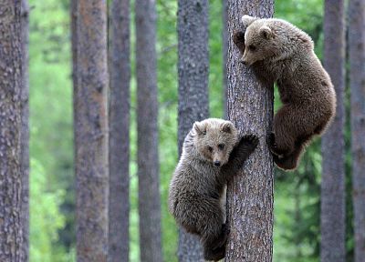 animals, wildlife, bears, baby animals - random desktop wallpaper