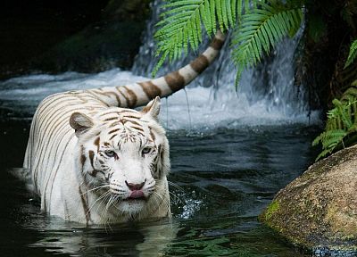animals, tigers, waterfalls - desktop wallpaper