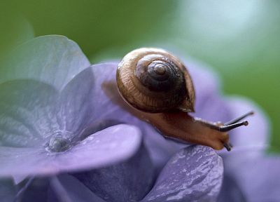 snails, macro - related desktop wallpaper
