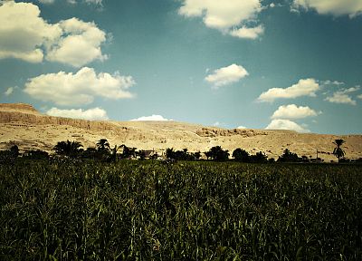 clouds, nature, trees, grass, DeviantART - related desktop wallpaper