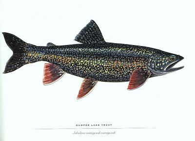 fish, trout - random desktop wallpaper