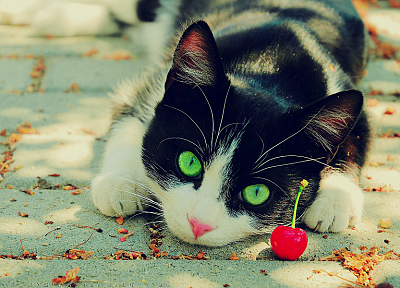cats, animals, fruits, outdoors, cherries, green eyes - desktop wallpaper