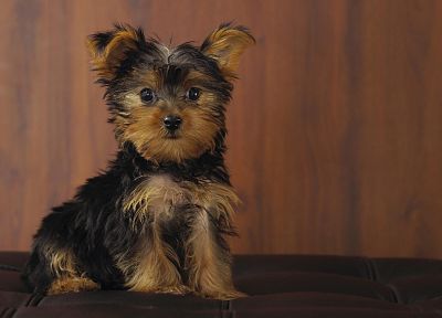 animals, dogs, puppies, Yorkshire Terrier - duplicate desktop wallpaper