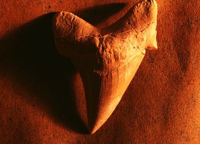 teeth, macro, fossil - random desktop wallpaper