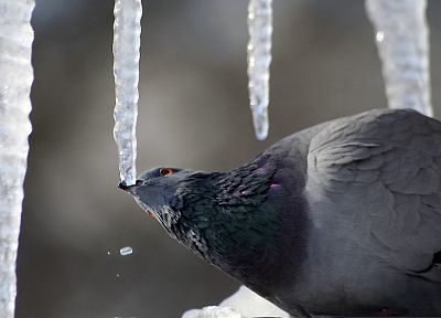 birds, pigeons, icicles - duplicate desktop wallpaper