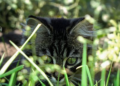 cats, animals, grass, kittens - duplicate desktop wallpaper