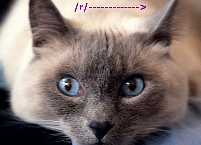 cats, cat ears - duplicate desktop wallpaper
