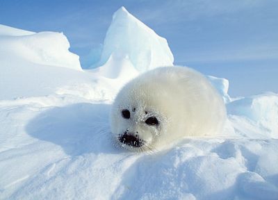 snow, seals, baby animals - desktop wallpaper