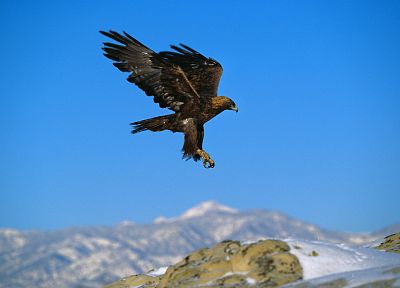 mountains, flying, birds, eagles - random desktop wallpaper