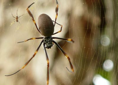 web, spiders, blurred background - related desktop wallpaper
