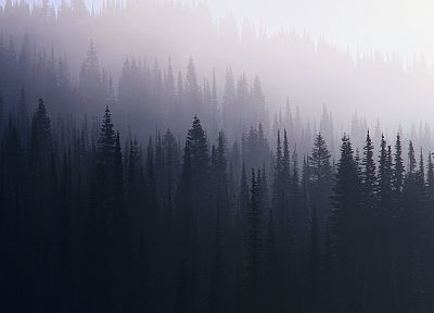 forests - random desktop wallpaper