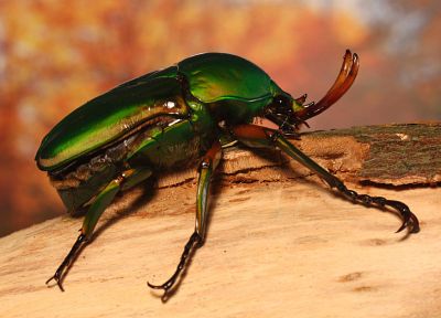 insects, Bug, iridescence, beetle, arthropod - related desktop wallpaper