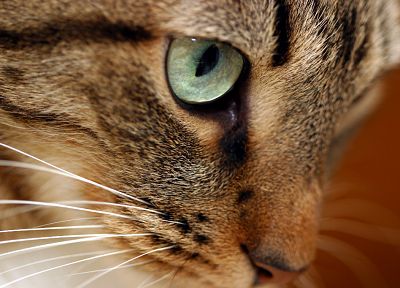 eyes, cats, animals - random desktop wallpaper