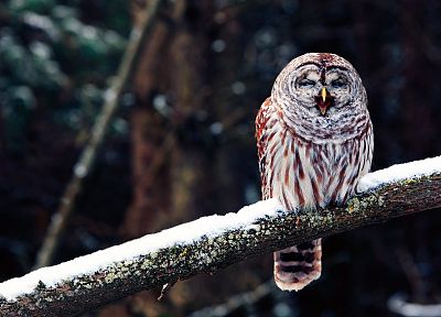 nature, forests, birds, wildlife, owls - random desktop wallpaper