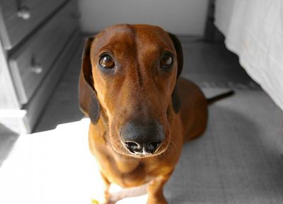 animals, dogs, canine, dachshund - related desktop wallpaper
