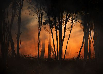 forests, fire, orange - random desktop wallpaper