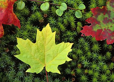 autumn, multicolor, leaves, moss - random desktop wallpaper