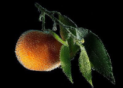 citrus, fruits, frozen, oranges, frost - desktop wallpaper