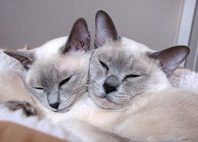 cats, sleeping - desktop wallpaper
