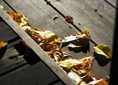 leaves, fallen leaves - desktop wallpaper
