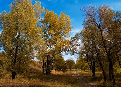 landscapes, nature, trees, autumn, leaves - duplicate desktop wallpaper