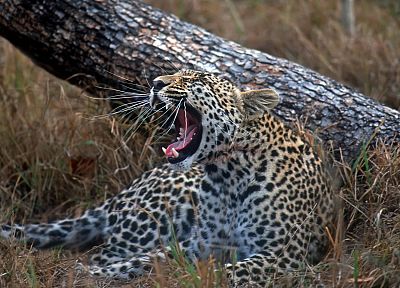 leopards - random desktop wallpaper