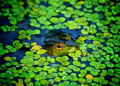 green, ponds, frogs, camouflage, amphibians - random desktop wallpaper