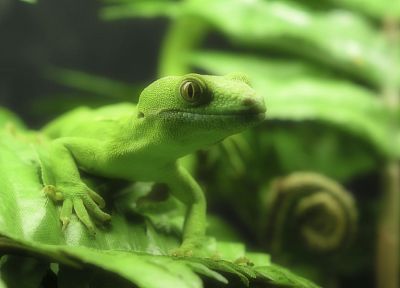 green, nature, reptile, Frill-necked lizard - desktop wallpaper