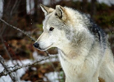 animals, wolves - duplicate desktop wallpaper