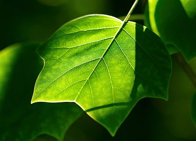 nature, leaves - desktop wallpaper