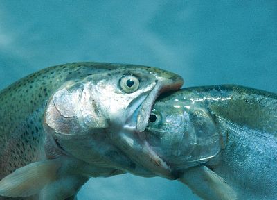 fish, eating - desktop wallpaper