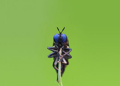 insects, Bug, iridescence, arthropod - related desktop wallpaper