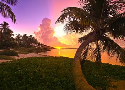 sunset, clouds, landscapes, trees, Florida, palm trees - duplicate desktop wallpaper