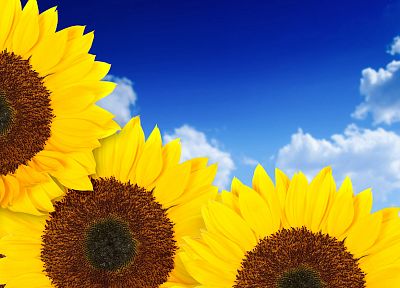 flowers, yellow, sunflowers, yellow flowers - random desktop wallpaper