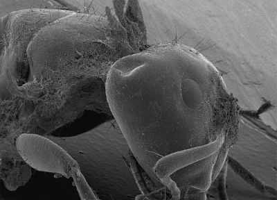 animals, microscopic, parasite - related desktop wallpaper