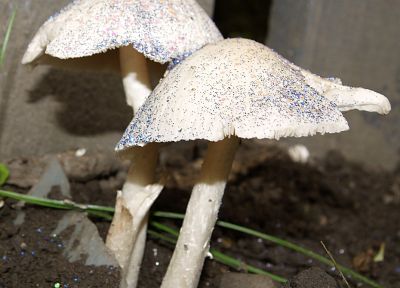 nature, mushrooms, plants, fungus - duplicate desktop wallpaper