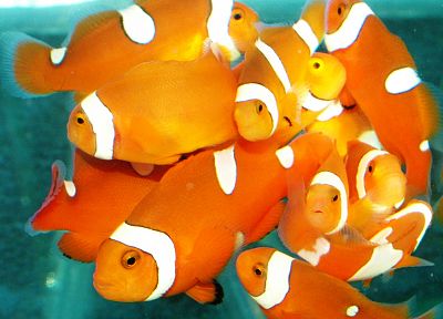 fish, clownfish - duplicate desktop wallpaper