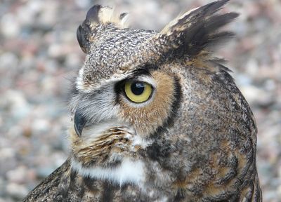 animals, owls - duplicate desktop wallpaper