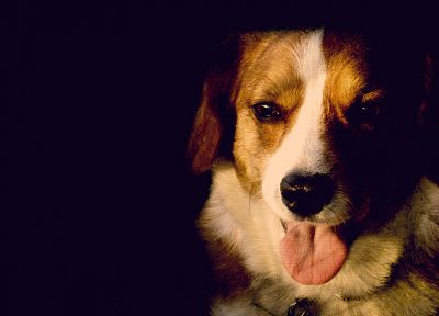 animals, dogs, Corgi, canine - desktop wallpaper