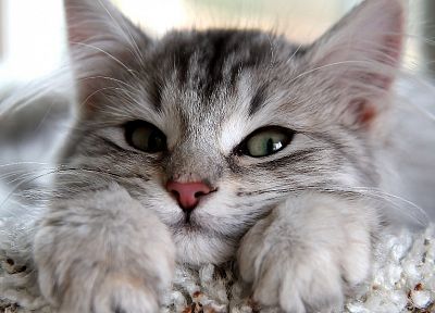 close-up, cats, animals - duplicate desktop wallpaper